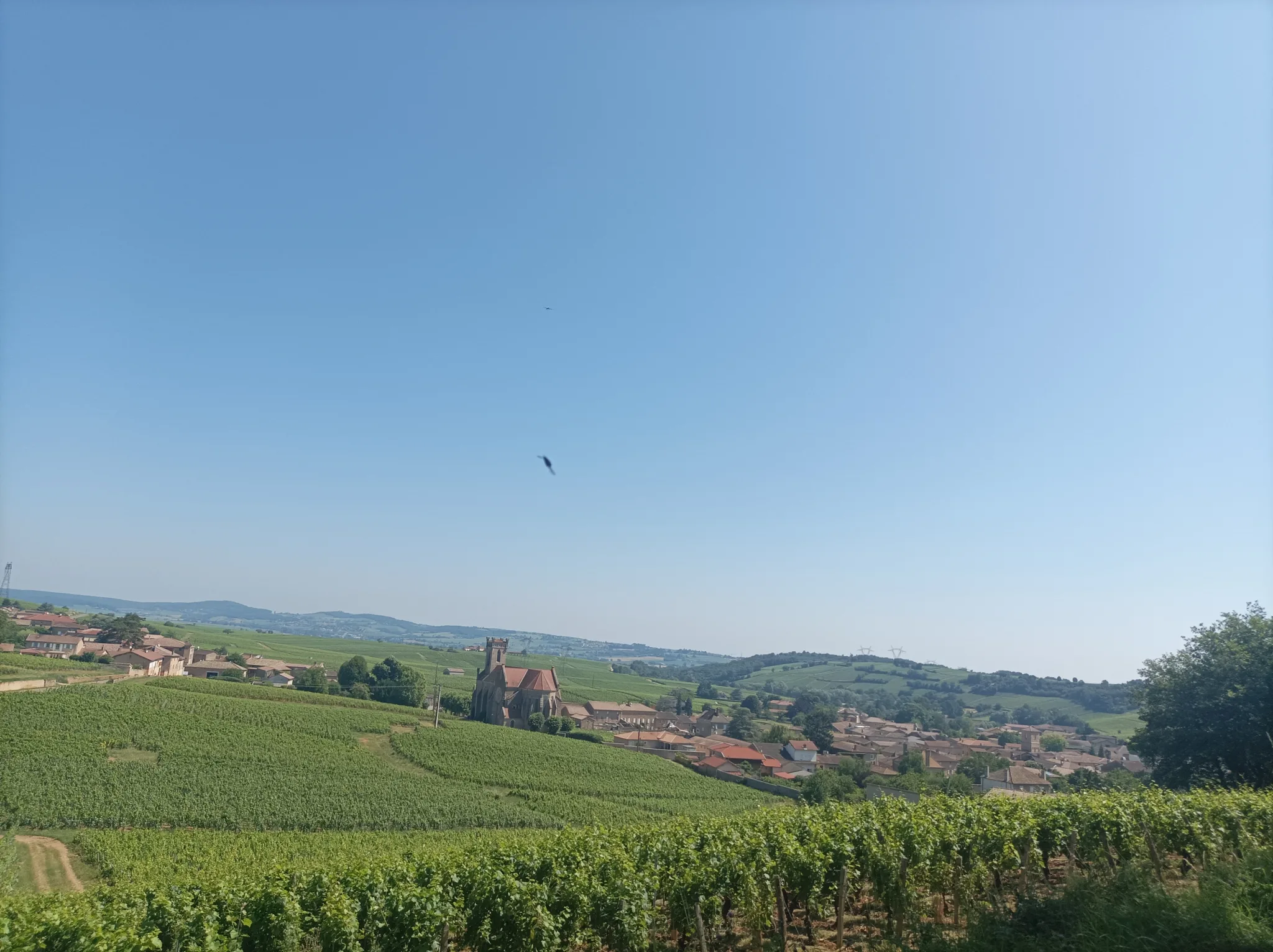 Weintour in Burgund, Romain Bouchaud