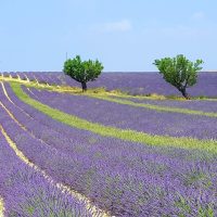 Visit Provence
