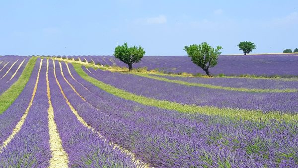 Read more about the article Visit Provence