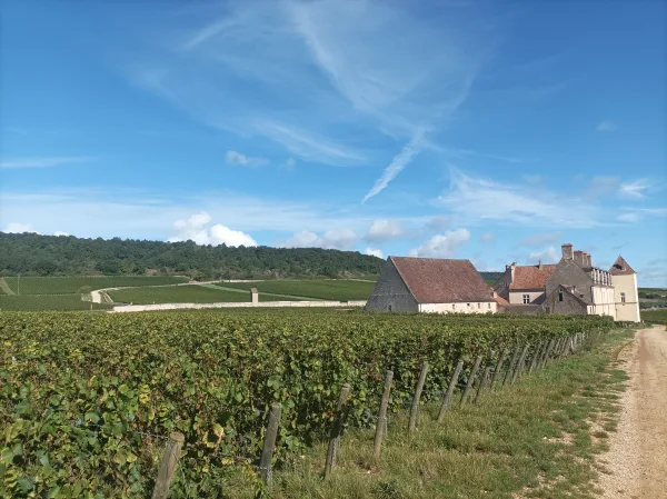 Vintur från Beaune, Romain Bouchaud