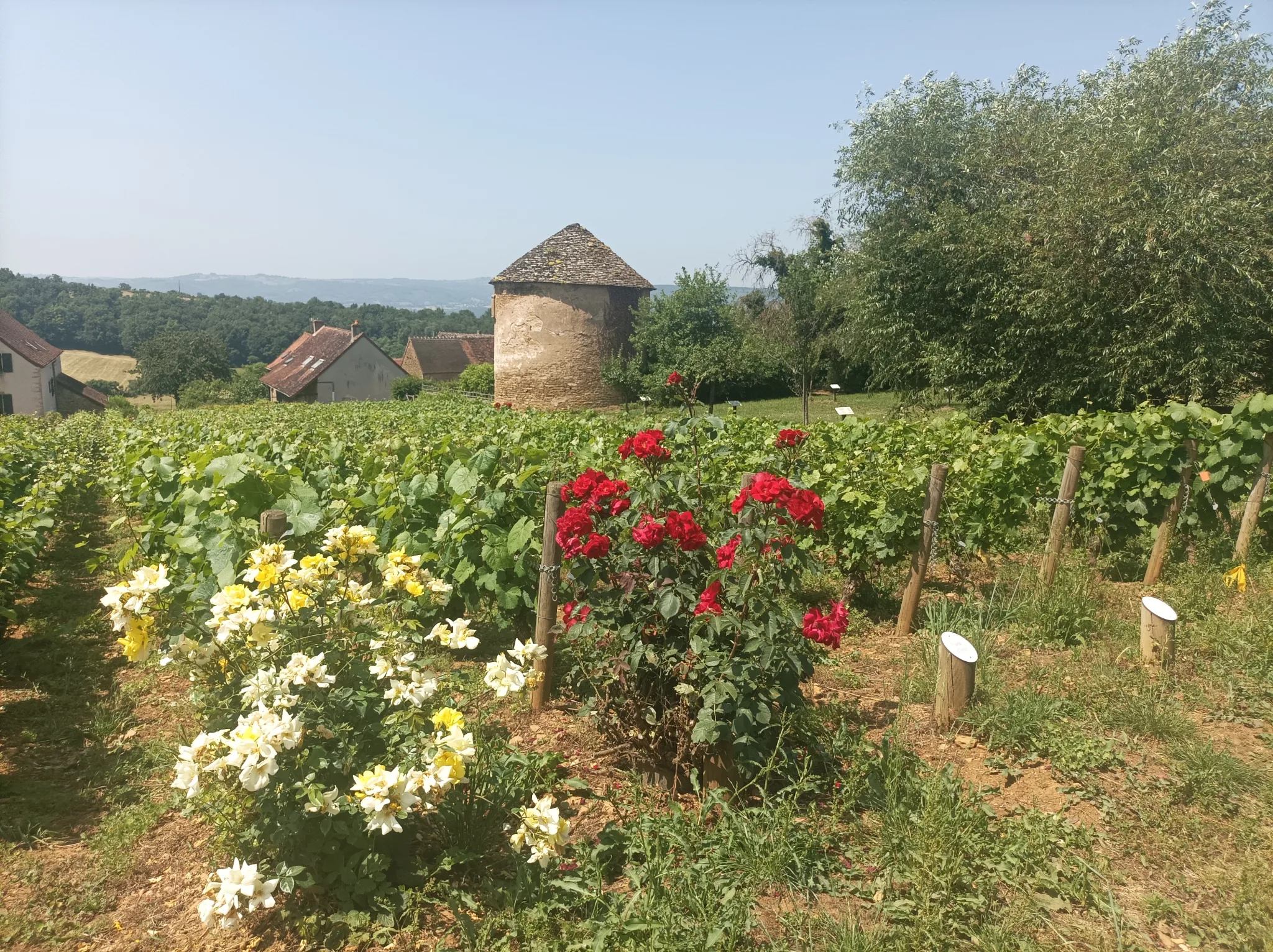 The vineyards in Burgundy, Romain Bouchaud