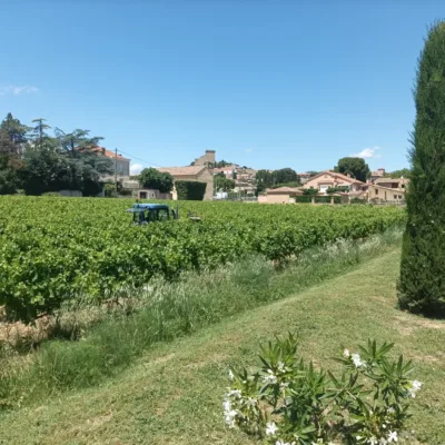 Wine tour in Châteauneuf-du-Pape – 4 hours