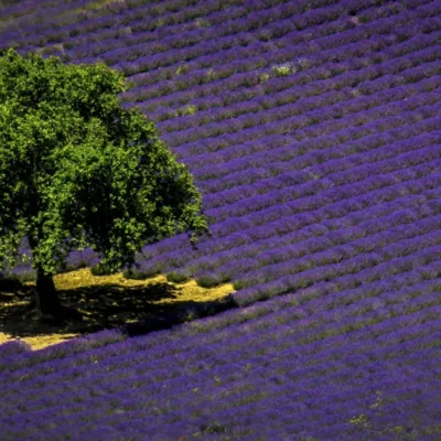 Lavender Tour in Valensole – 8 hours