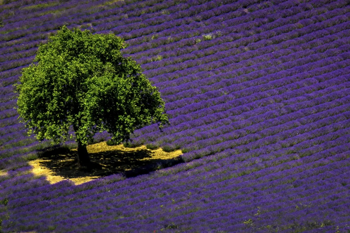 Visite en Provence