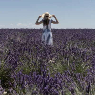 Lavender Tour in Valensole – 8 hours