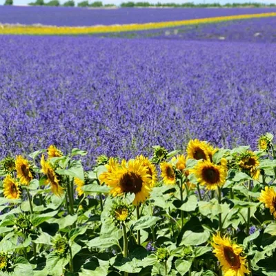 Levendula túra valensole -ban – 8 óra