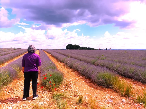 Visites guidées à Valensole, Visite en Provence