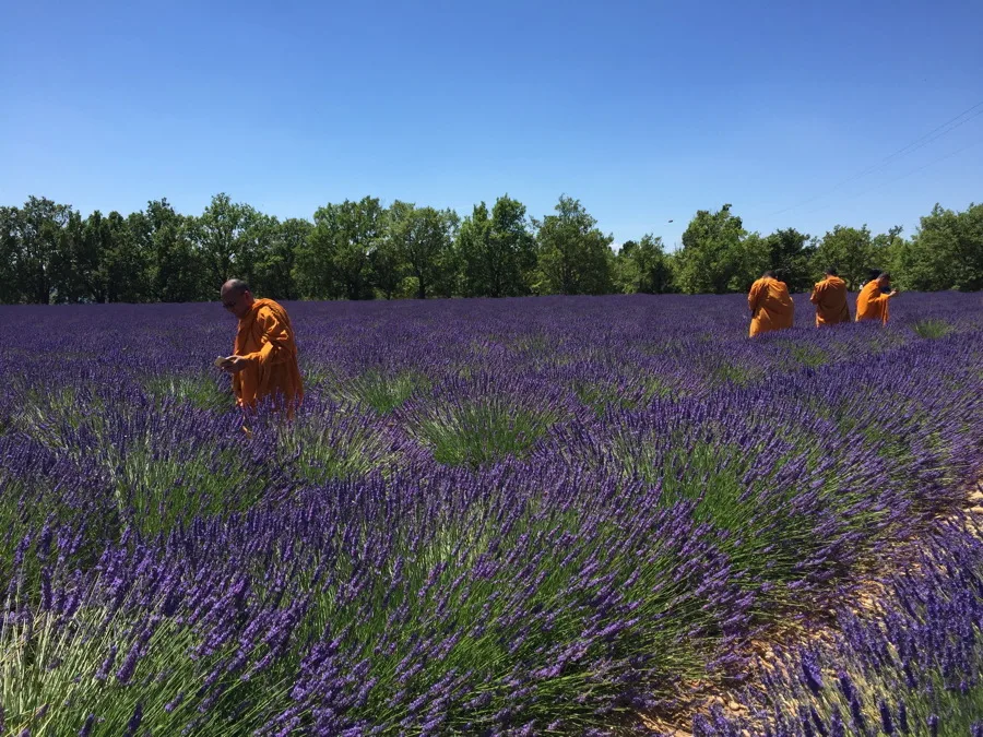 Tour de la lavande à Valensole - 8 heures – Image 8