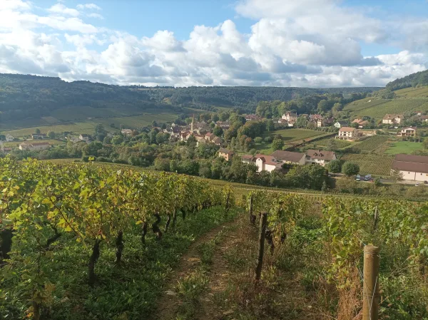 Vinska tura v Burgundiji, Vinska tura iz Dijona, Romain Bouchaud