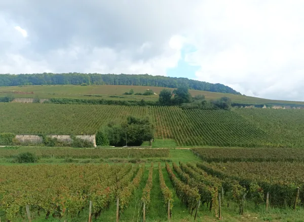 Vinska tura v Burgundiji, Vinska tura iz Dijona, Romain Bouchaud
