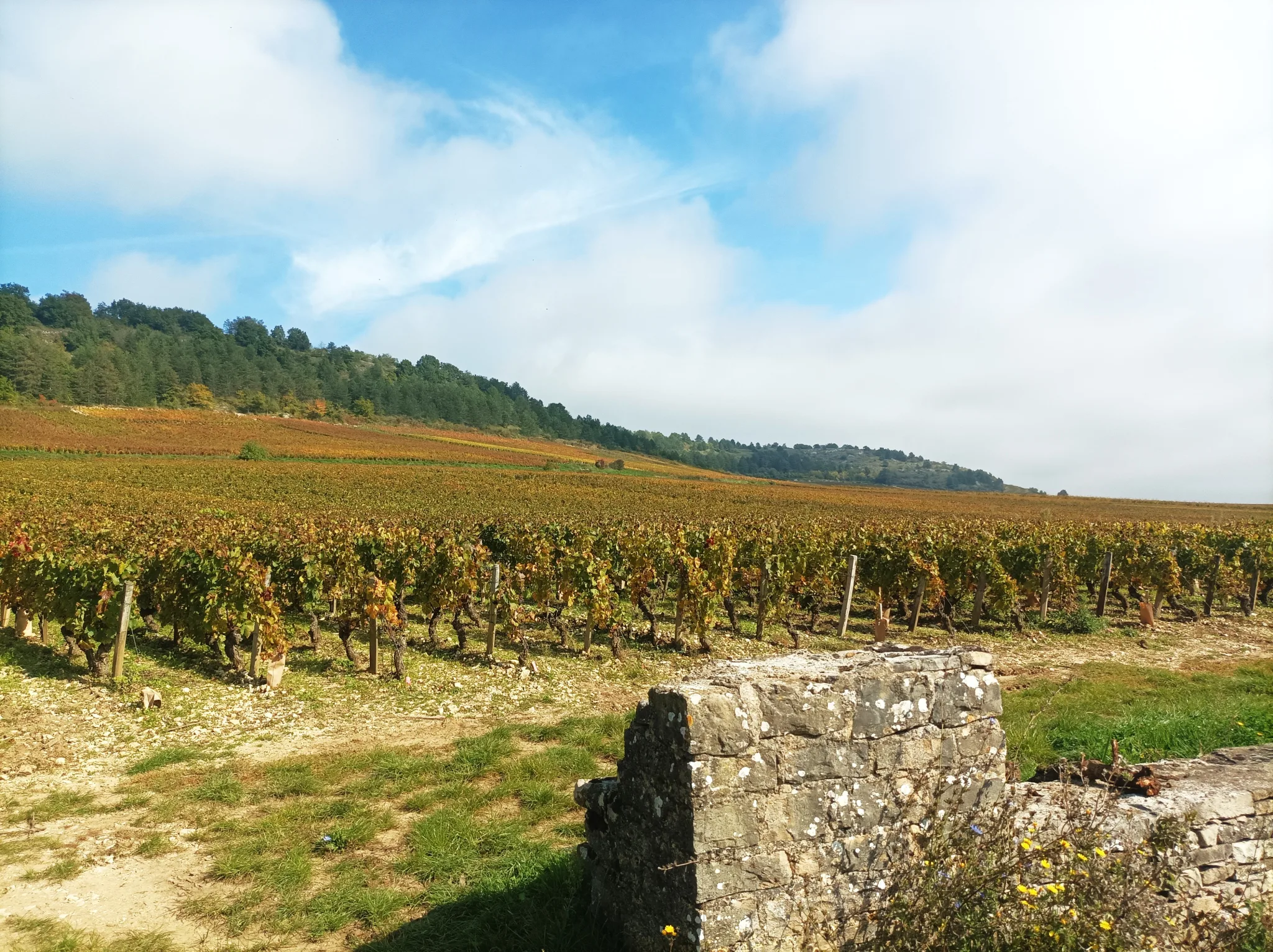Weintour in Burgund, Romain Bouchaud