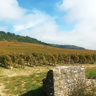 Wine tour from Dijon