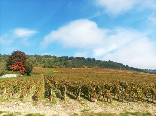 Vintur från Beaune, Romain Bouchaud