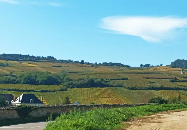 Vintur från Beaune, Romain Bouchaud