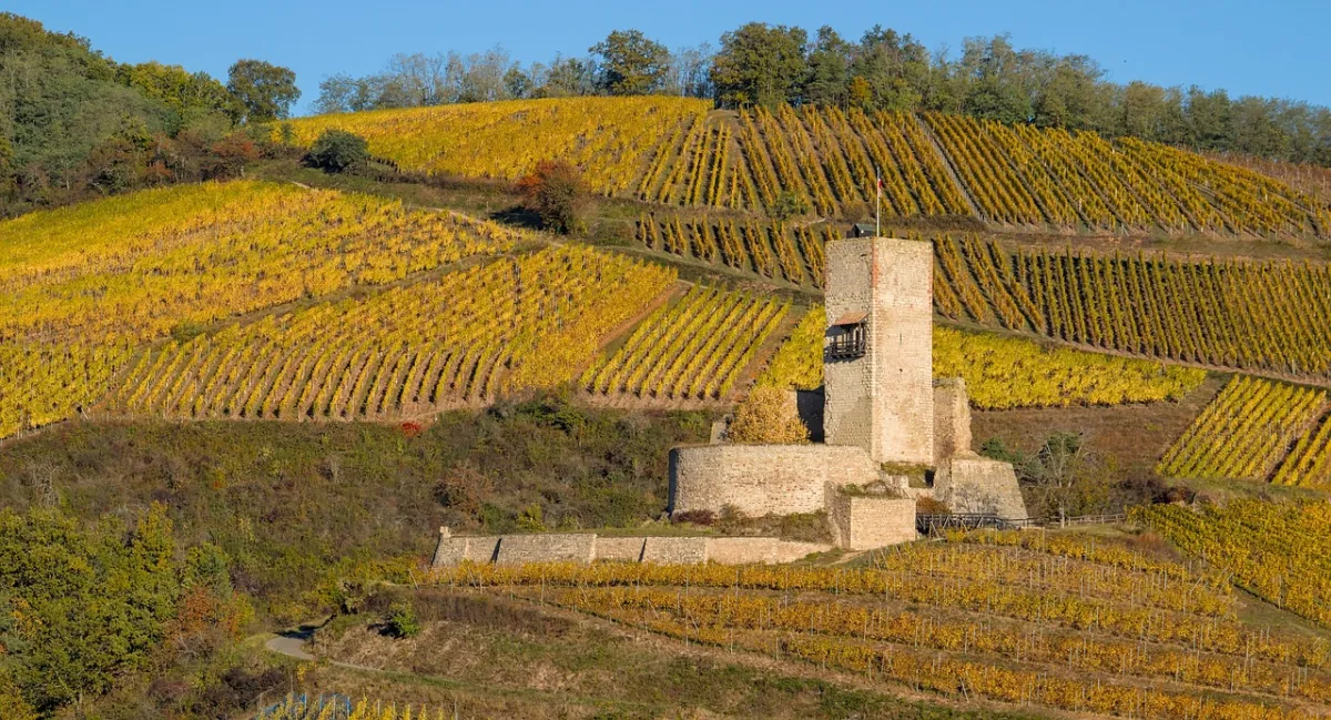 Alsace wine route