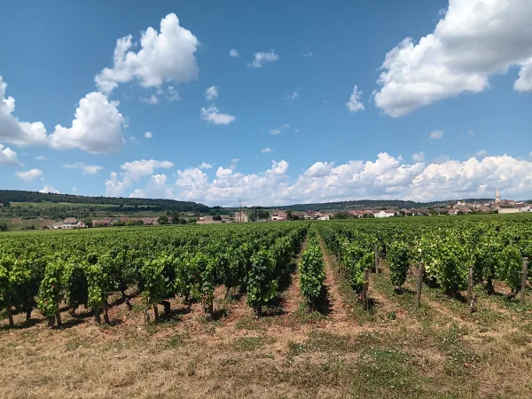 Vintur från Beaune, Romain Bouchaud