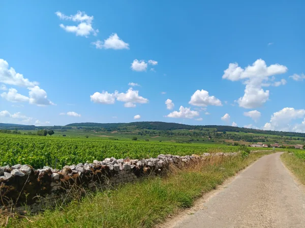 Vintur från Beaune, Romain Bouchaud