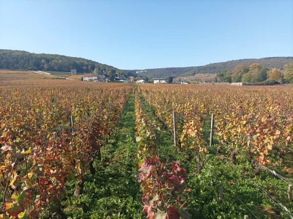 Tour in Gevrey-Chambertin, Romain Bouchaud