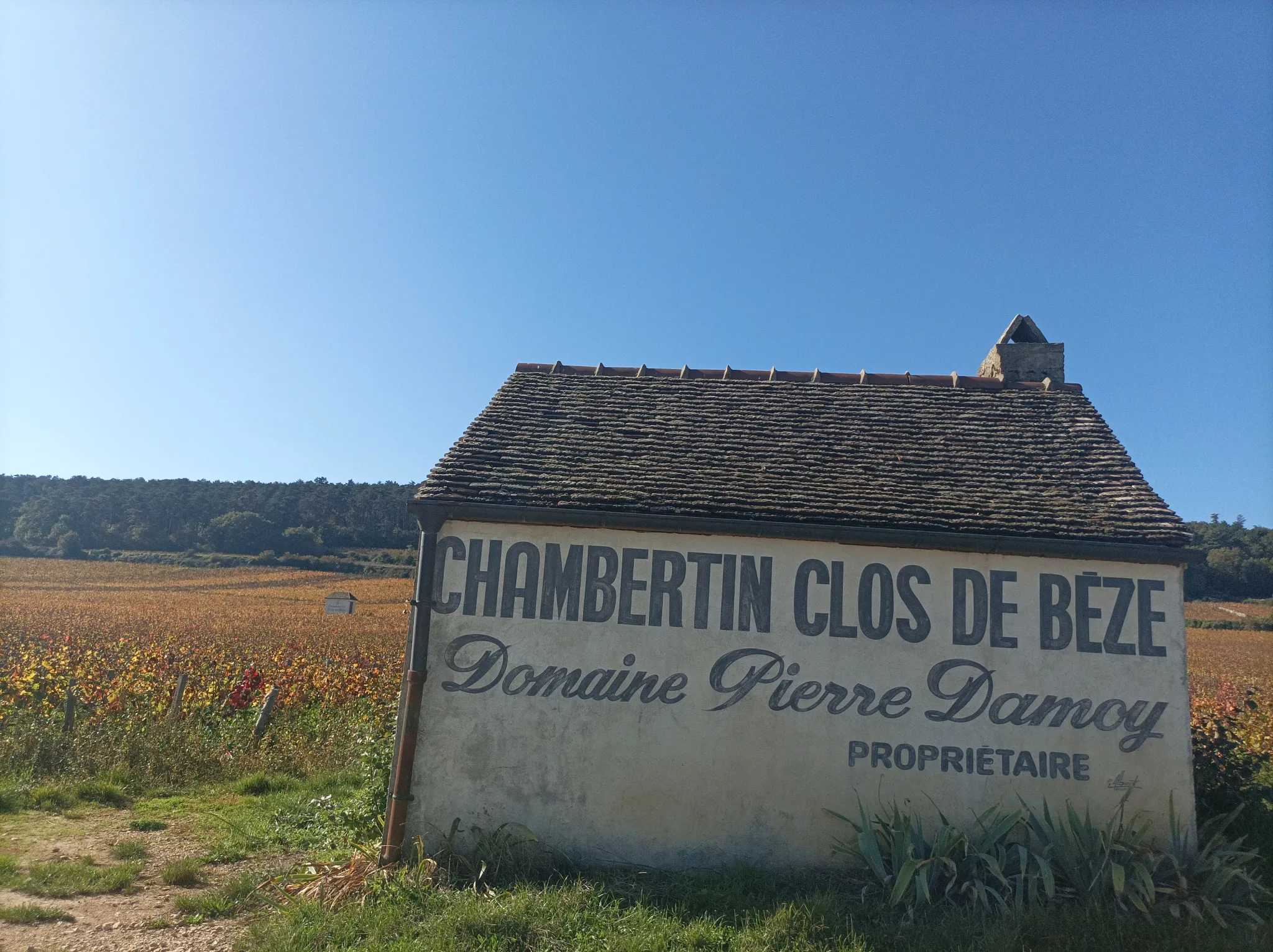 Weintour in Burgund, Weintour ab Dijon, Romain Bouchaud