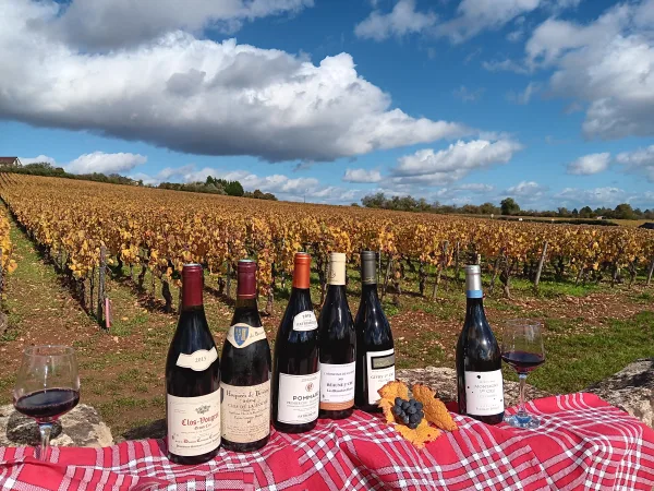 Chalon-sur-Saône থেকে ওয়াইন ট্যুর, রোমেন বাউচাউড