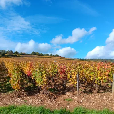 Wine tour from Chalon-sur-Saône