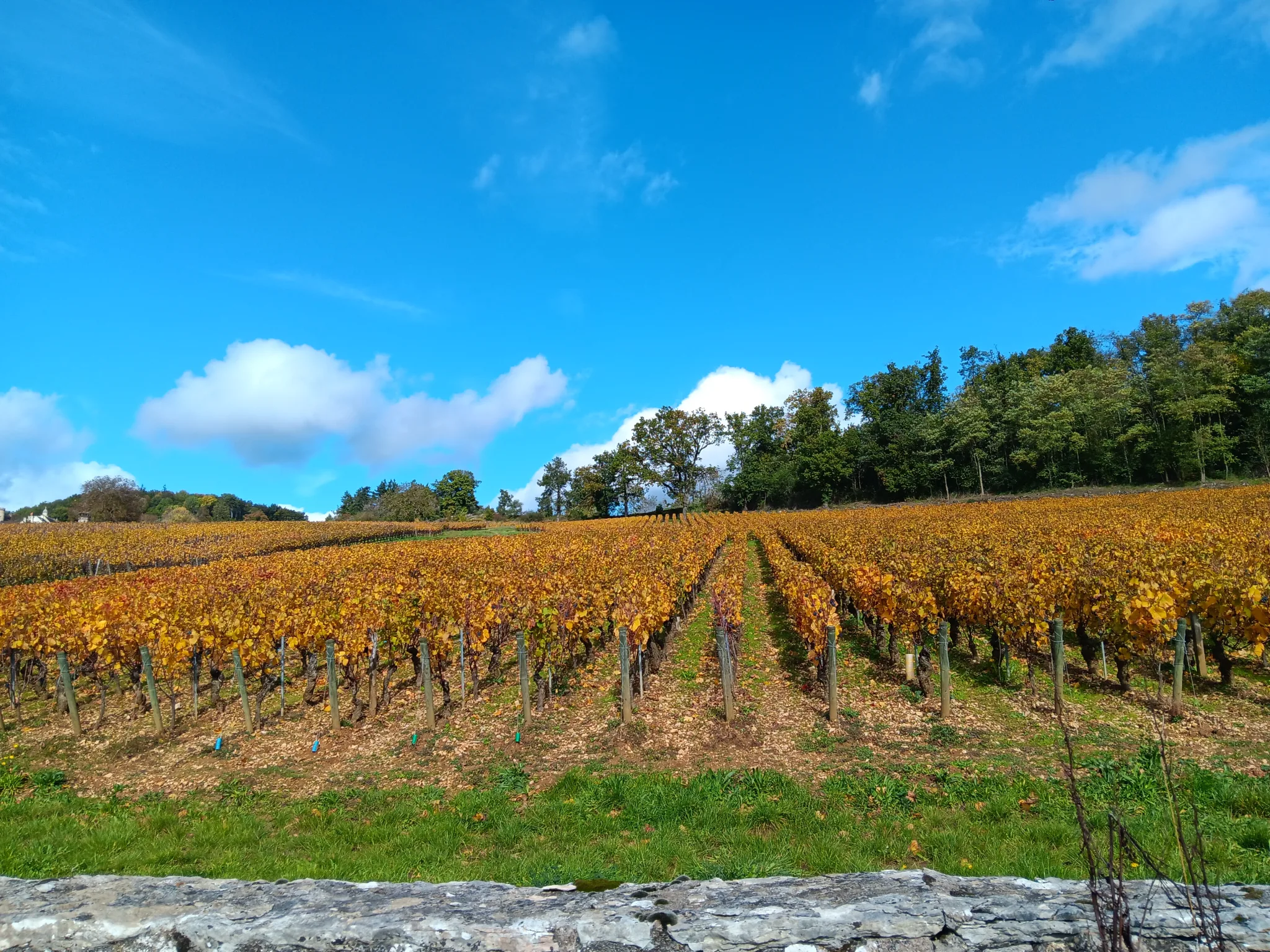Wine tour in Burgundy, Romain Bouchaud