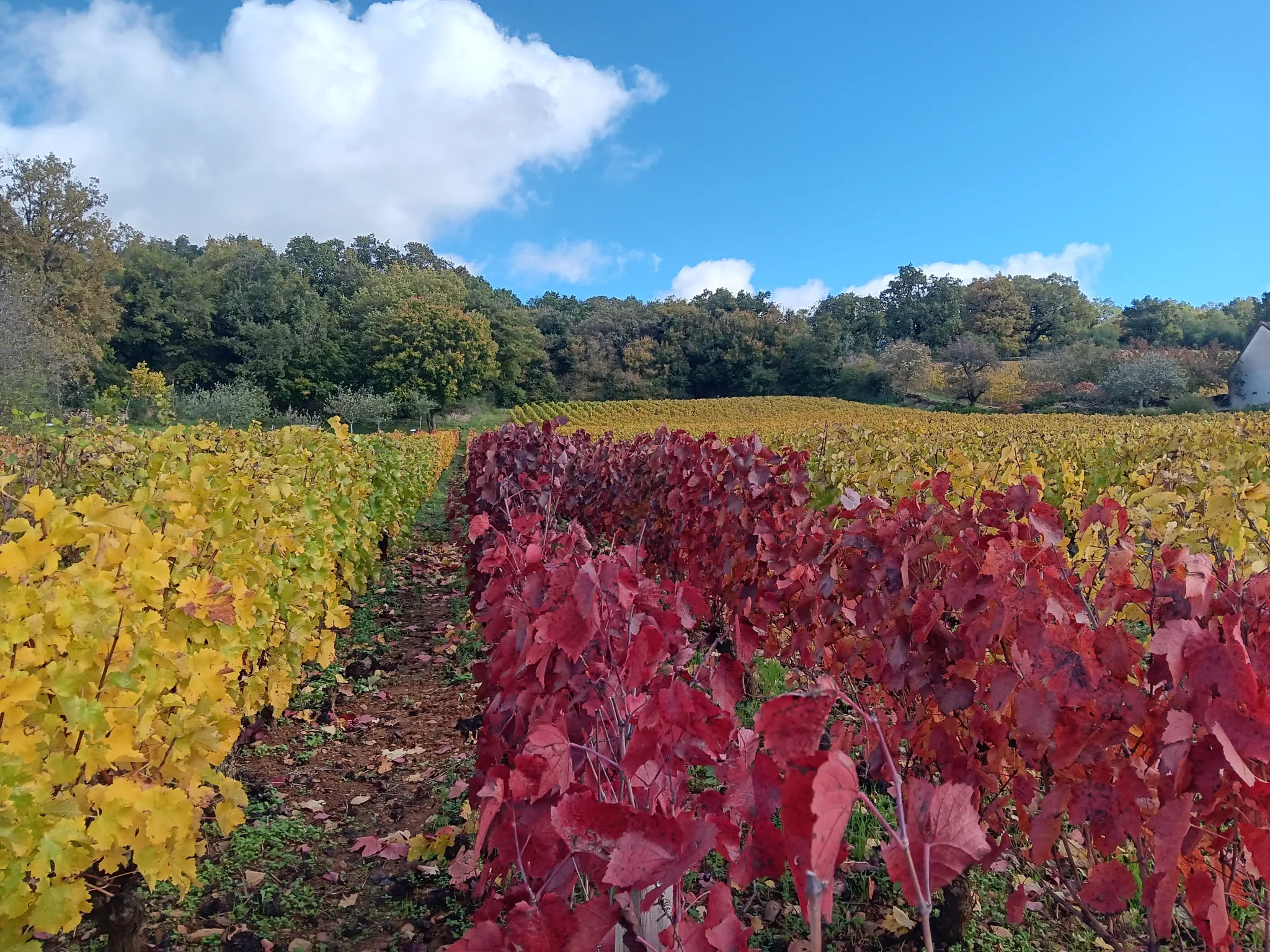 Turne private nga Beaune, Romain Bouchaud, The vineyards in Burgundy