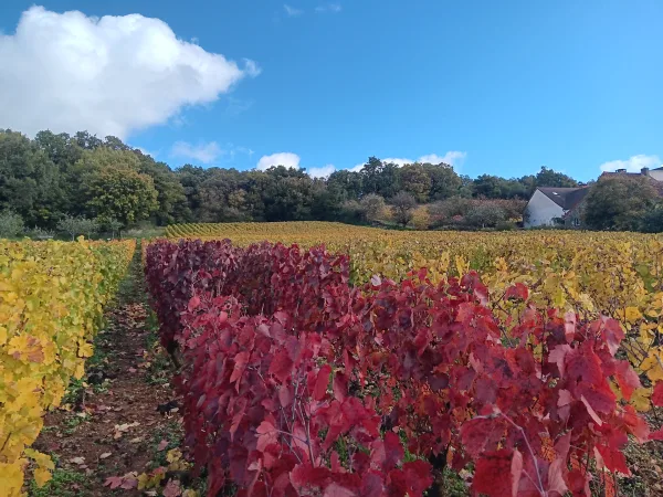 Read more about the article The route des Grands Crus