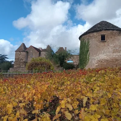 Wine tour from Dijon