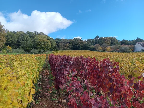 Vinska tura v Burgundiji, Vinska tura iz Dijona, Romain Bouchaud