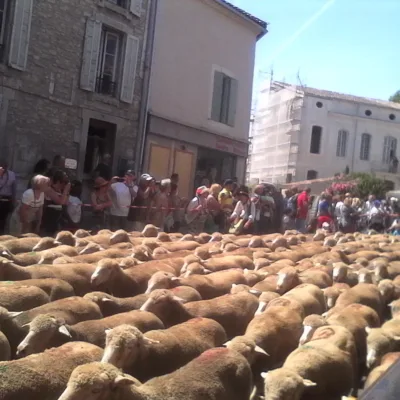 Guided tour in Saint-Rémy-de-Provence – 2 hours