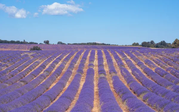 Lestu meira um greinina Fararstjóri í Provence