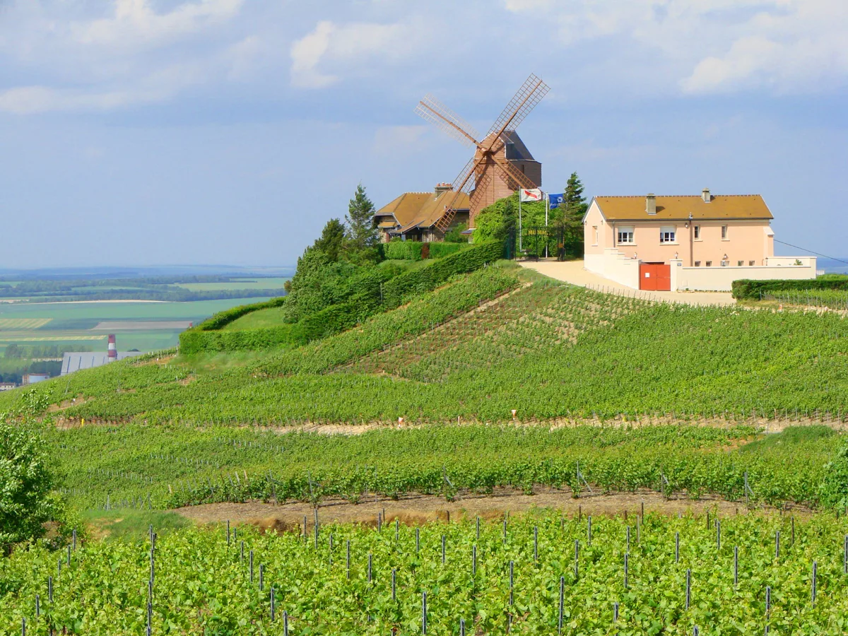 Private tour in Champagne