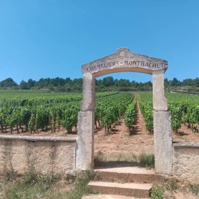 Wine tour in Burgundy, Romain Bouchaud