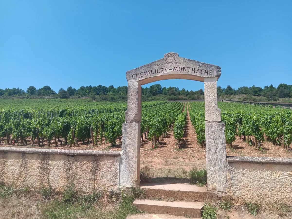 Wine tour in Burgundy, Romain Bouchaud